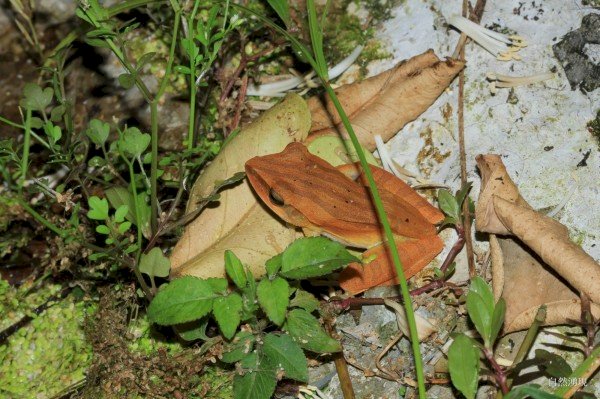Yilan quiere que los ciudadanos informen especies de ranas invasoras cuando las detecten. Una de las noticias curiosas de las que hablaremos esta semana. (Foto: cortesía del gobierno del Condado de Yilan).