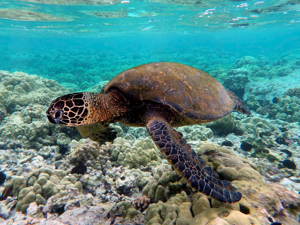 Un taiwanés de 66 años casi fallece por beber cerveza y sangre de tortuga. Una de las noticias curiosas de la semana. (Foto: Wikipedia)