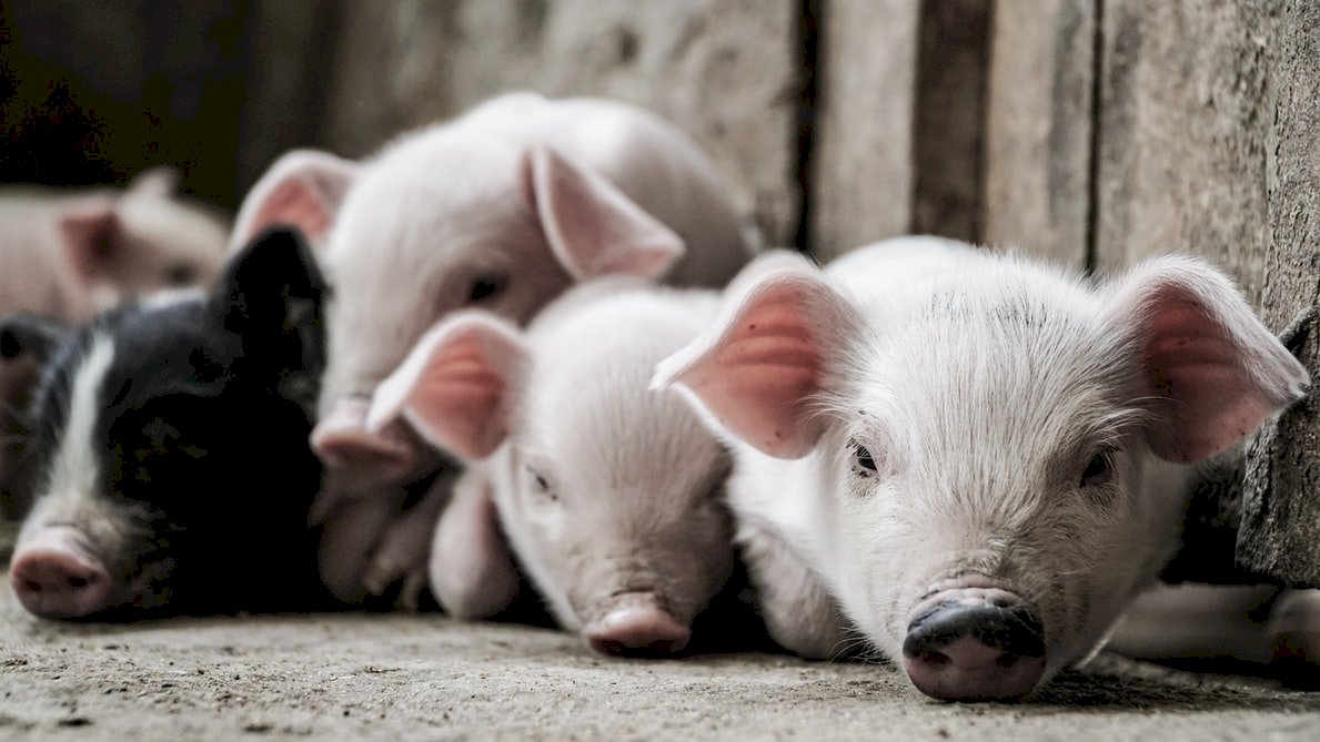 Inmigración advierte una vez más de que no se importen productos porcinos
