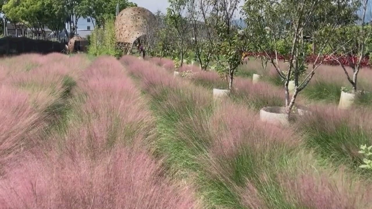 Jardín de plantas del amor rosadas en Nantou