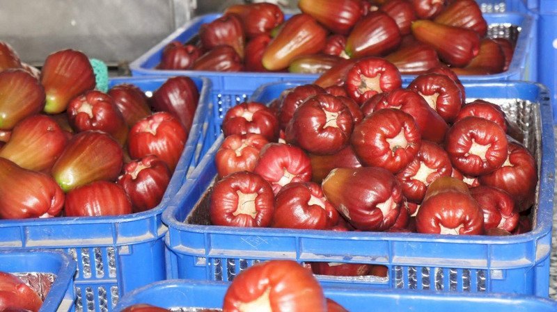 Taiwán podría iniciar una querella ante la OMC por la prohibición china de la fruta taiwanesa