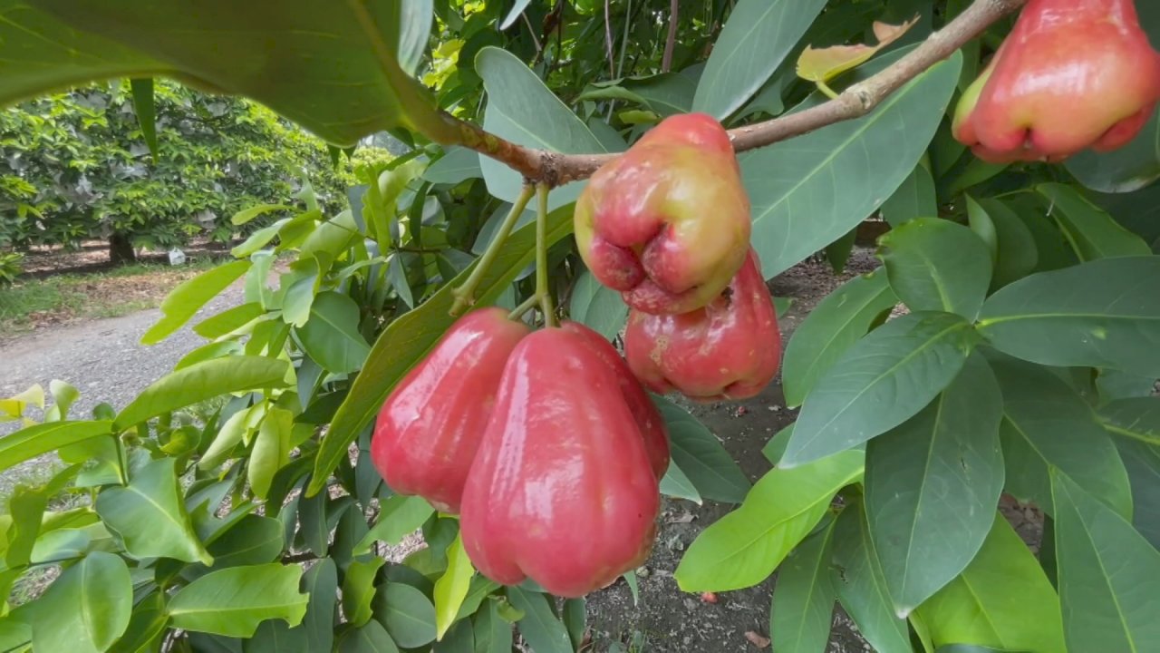Taiwaneses muestran su apoyo comprando manzanas de Java de Kaohsiung