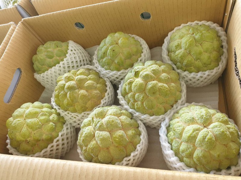 El gobierno de Taitung viaja al continente para intentar recuperar la exportación de piña anona