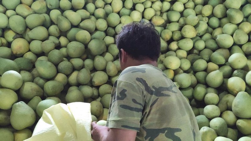 El pomelo de Tainan incluido en el almuerzo de escuelas de secundaria en Japón