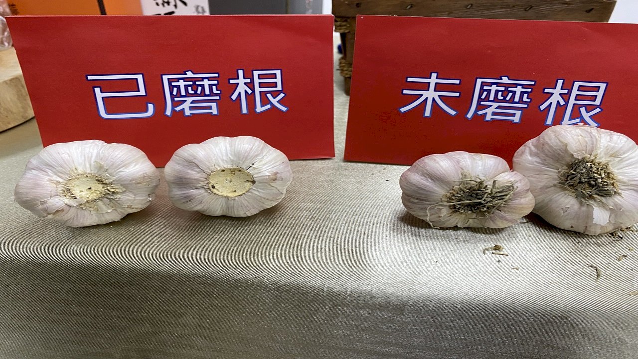 【RTI】Taiwán inventa un molinillo de ajos que hace la vida más fácil a los agricultores