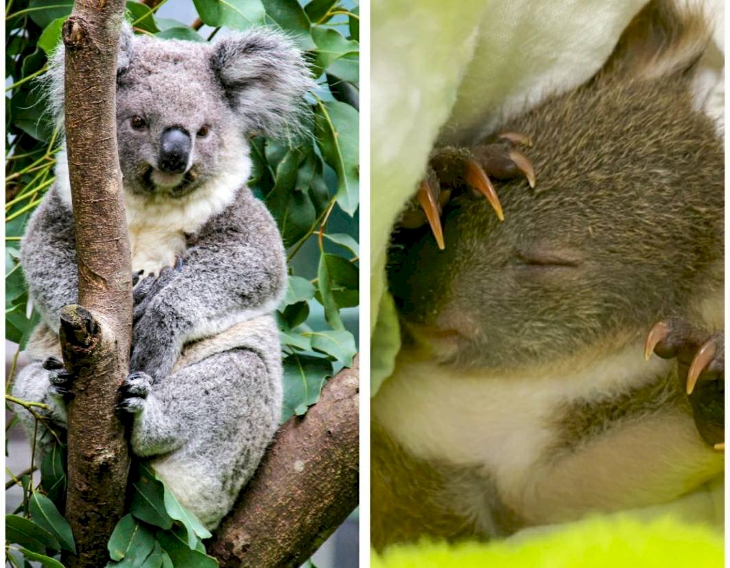 El zoo de Taipéi pierde a una madre koala por leucemia y decide criar a su retoño