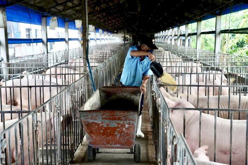 El Gobierno se reafirma en el éxito de su política contra la fiebre porcina africana