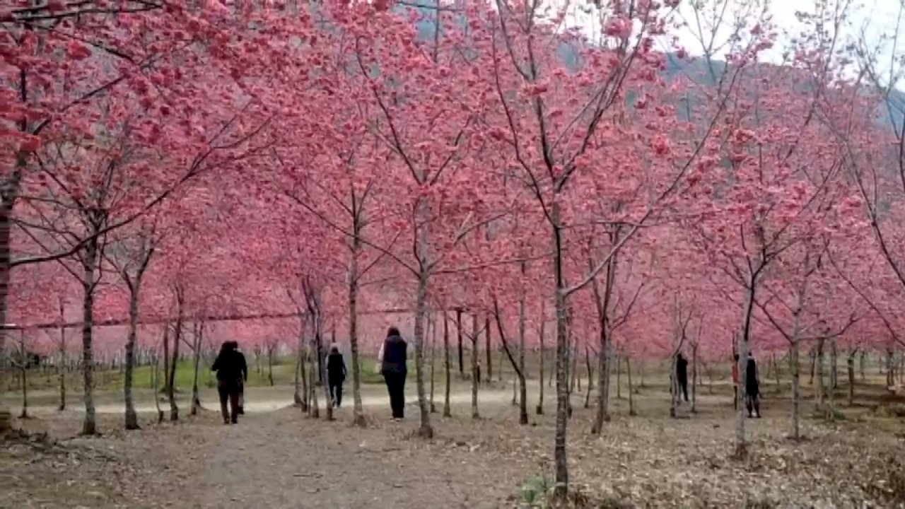 Una visita al jardín de flores del cerezo en Kaohsiung