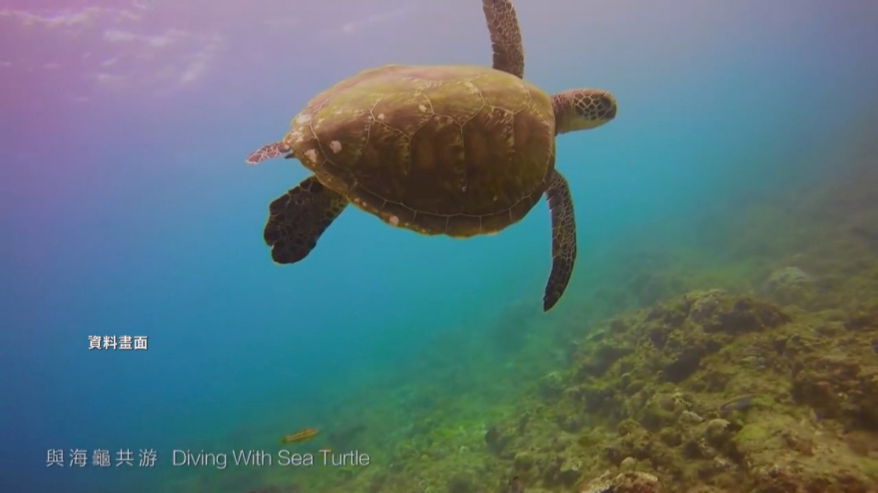Las instalaciones recreativas de la playa de Xiaoliuqiu interfieren en el desove de las tortugas marinas