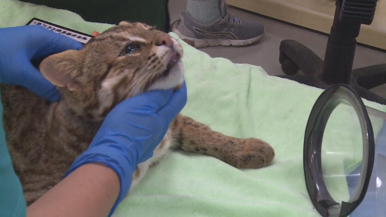 Un gatito de Bengala logró sobrevivir con una patita lastimada
