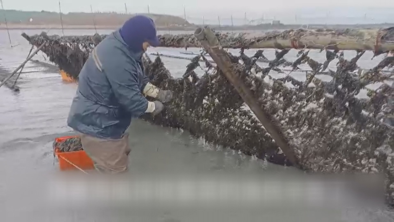 La industria del “oro negro” en Penghu