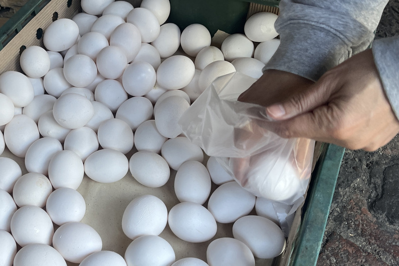 Tailandia exportará de manera inminente los primeros 325 000 huevos a Taiwán