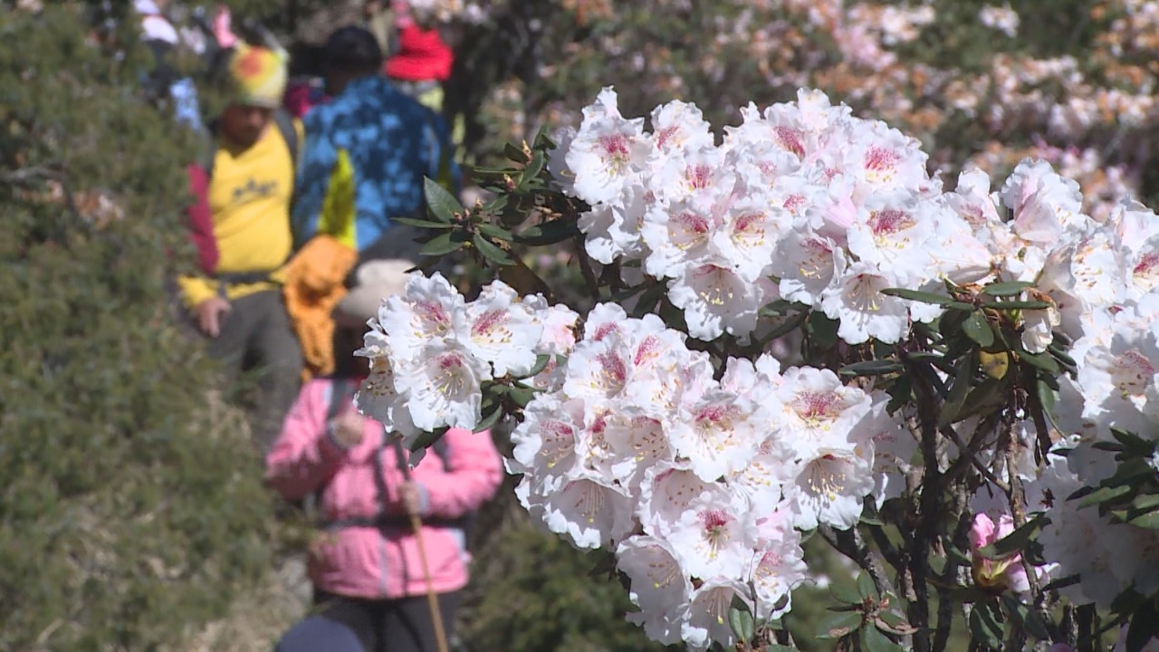 Medidas para evitar atascos durante la temporada de flores de azalea