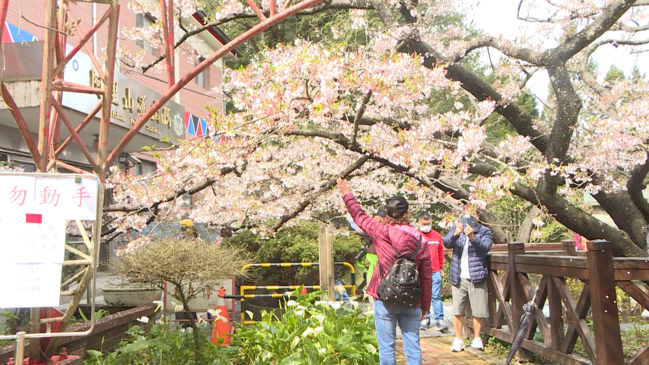 Miles de turistas llegan a Alishan para contemplar las flores de ciruelo