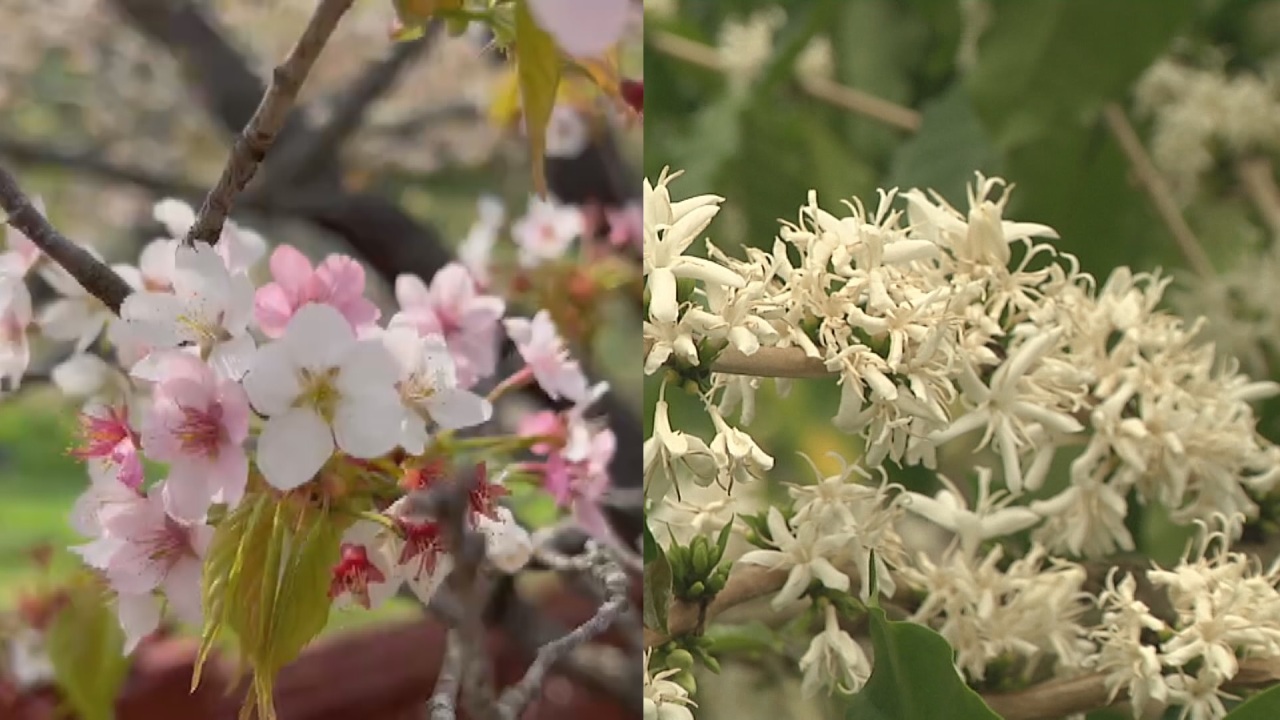 Nieve de flores blancas en el pueblo de Gukeng, Yunlin
