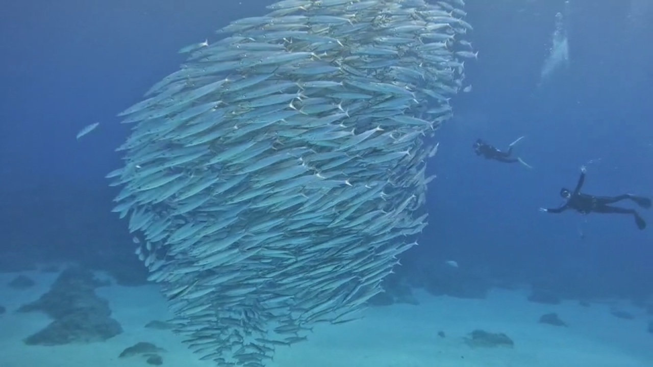 Buceadores capturan hermoso banco de peces en Isla Verde