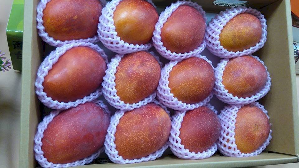 Taiwán podría empezar a exportar mangos a EE. UU. por primera vez