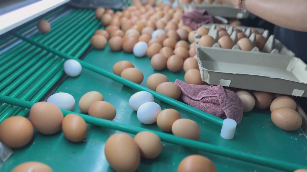 El comienzo de las clases podría traer otra ola de escasez de huevos