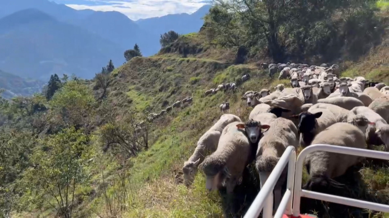 Un atasco de ovejas genera gran cantidad de comentarios en Internet