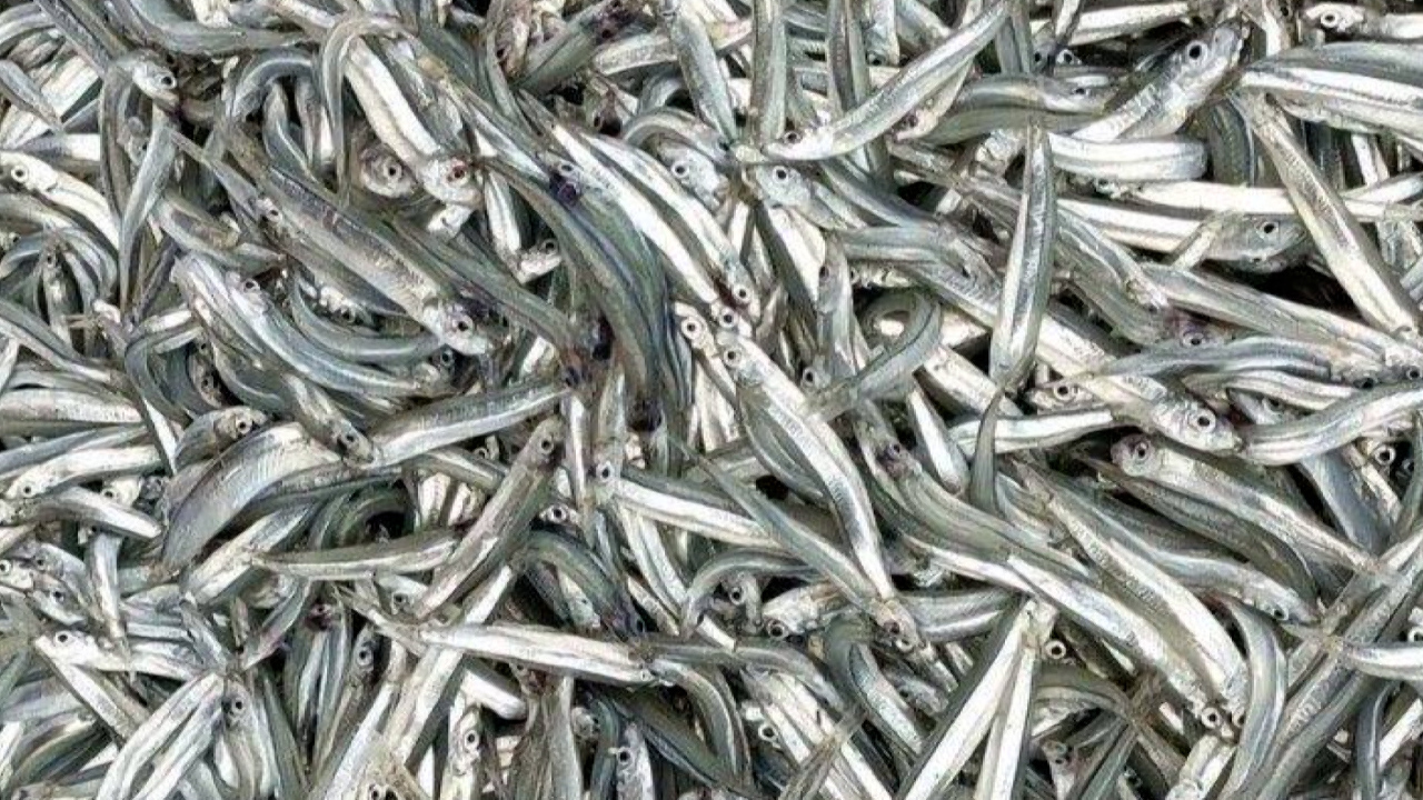 ¡Cientos de miles de pez clavo aparecieron en Penghu!