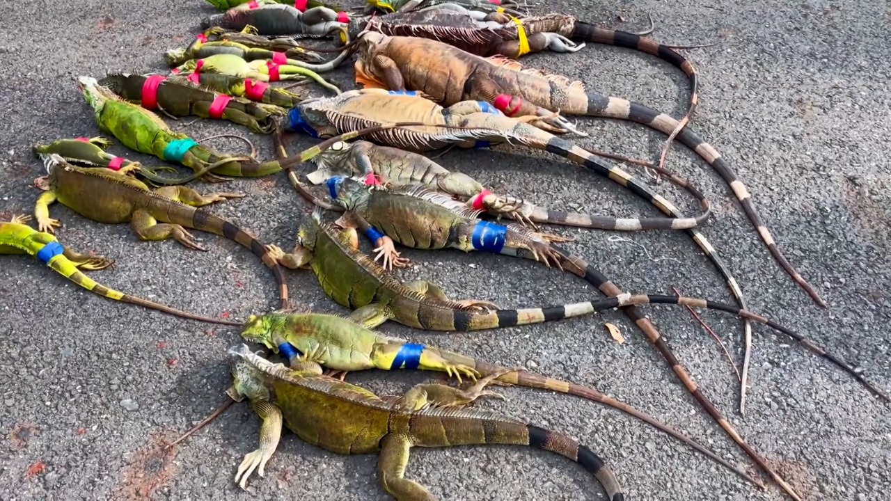 Taiwán intensifica esfuerzos para controlar la sobrepoblación de iguanas verdes en el sur