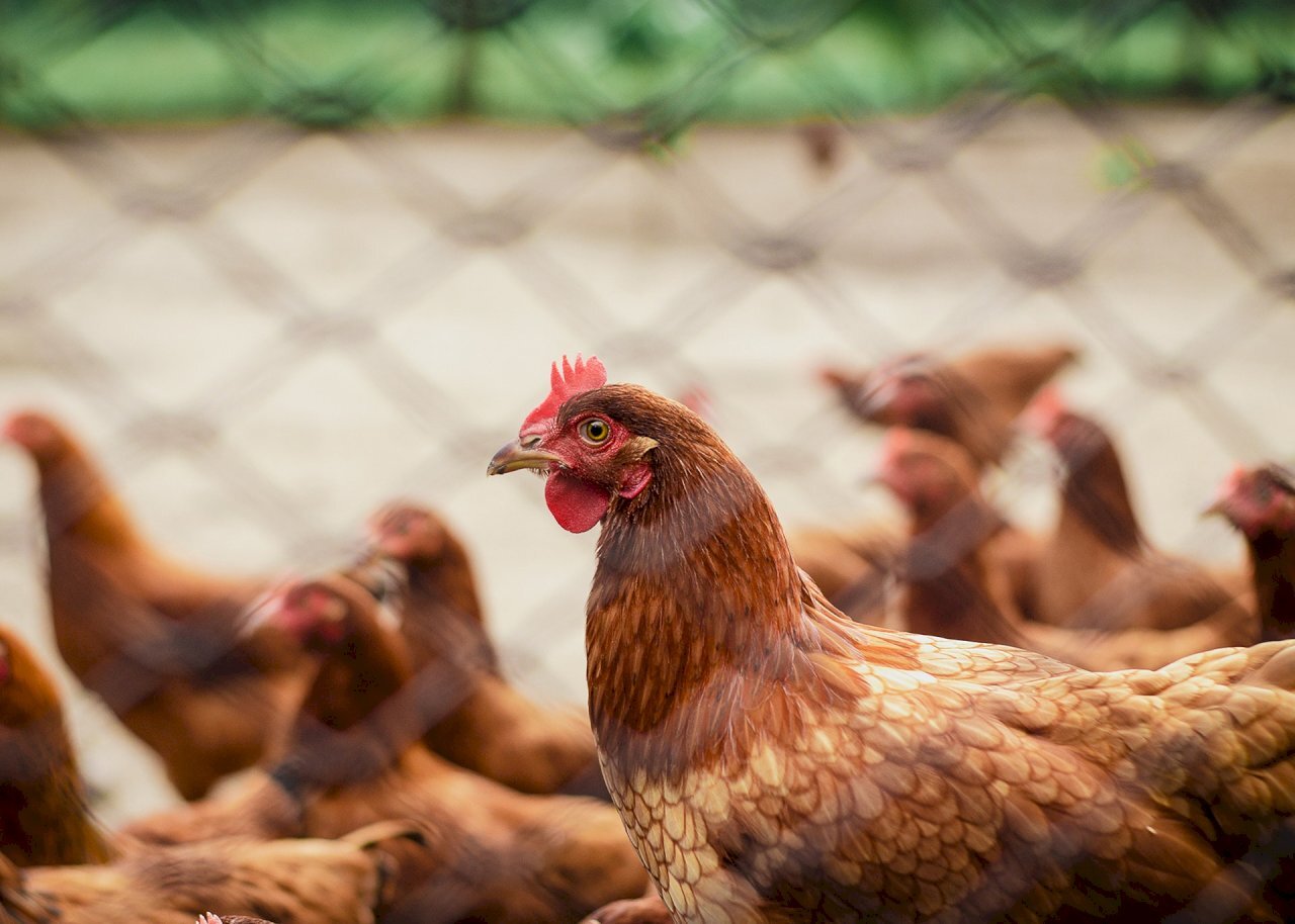Médicos taiwaneses advierten del peligro de la gripe aviar H5N1 en humanos