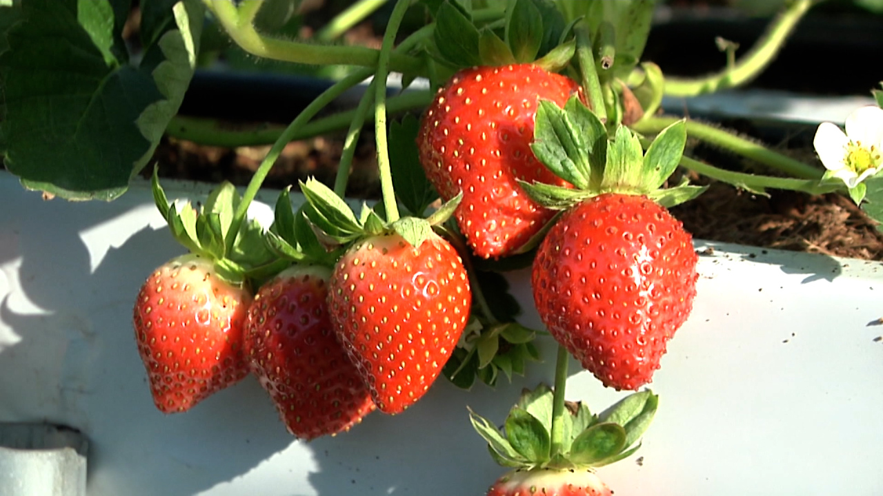 Agricultores de Dahu afrontan con éxito las dificultades del cultivo de la fresa