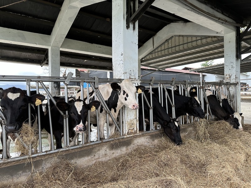El gobierno intenta apuntalar la industria lechera local ante la llegada de la leche neozelandesa sin aranceles