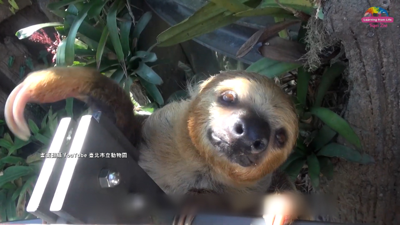 Un perezoso del zoológico se cae y golpea la cabeza de un visitante