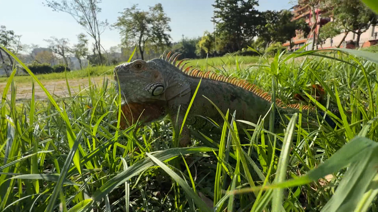 El gobierno de Pingtung reforzará los cursos para “cazar iguanas invasoras”