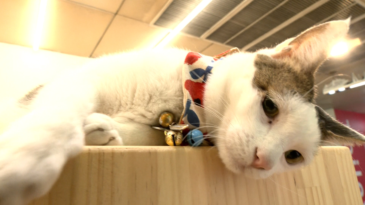 Un gato es el jefe de una estación de metro de Kaohsiung