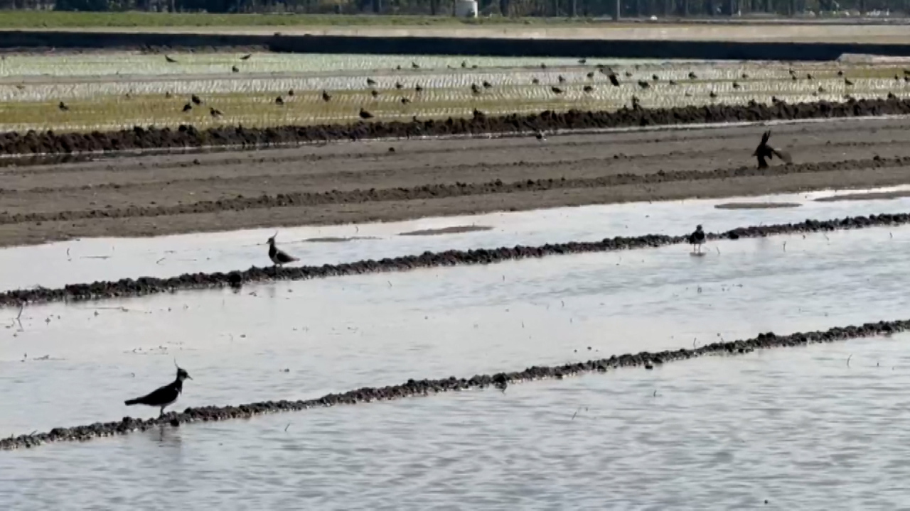 Las avefrías espinosas se congregan en el sur de Taiwán para pasar el invierno