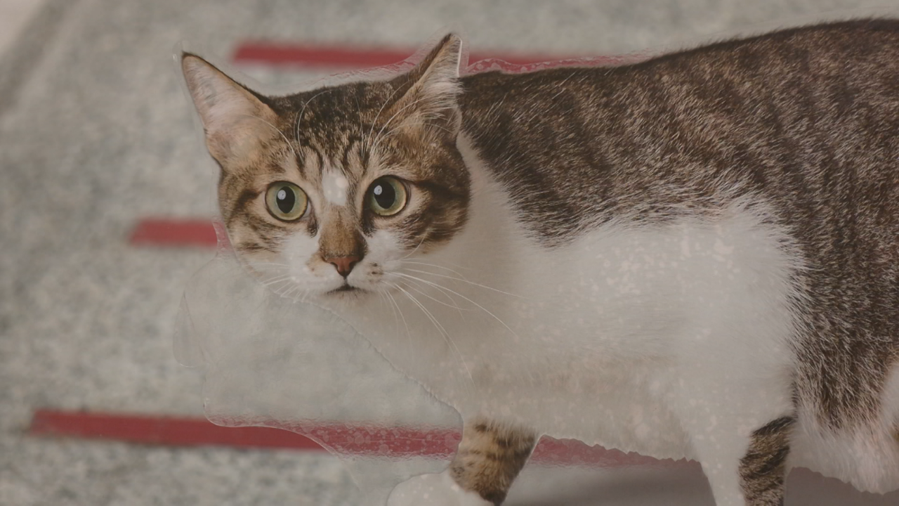 Los gatos tienen su día en Taiwán