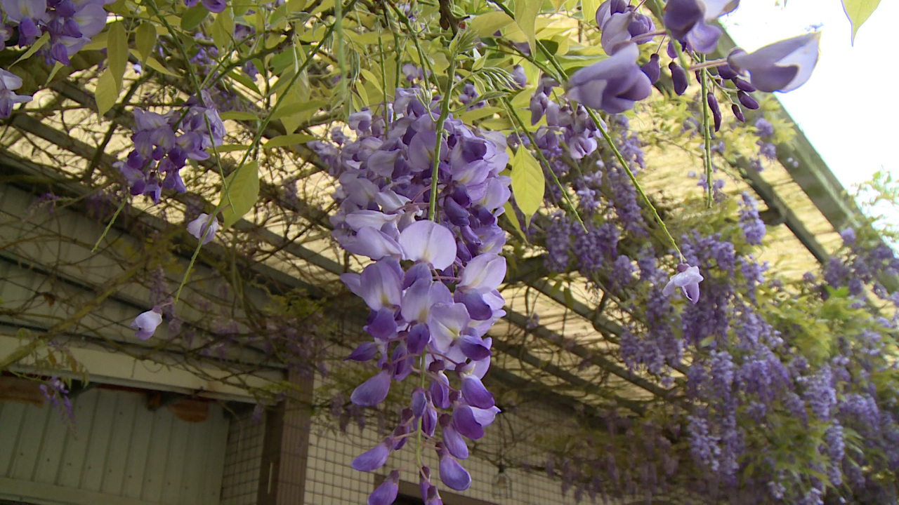 Chiayi se destaca como destino en primavera con la floración de las glicinias