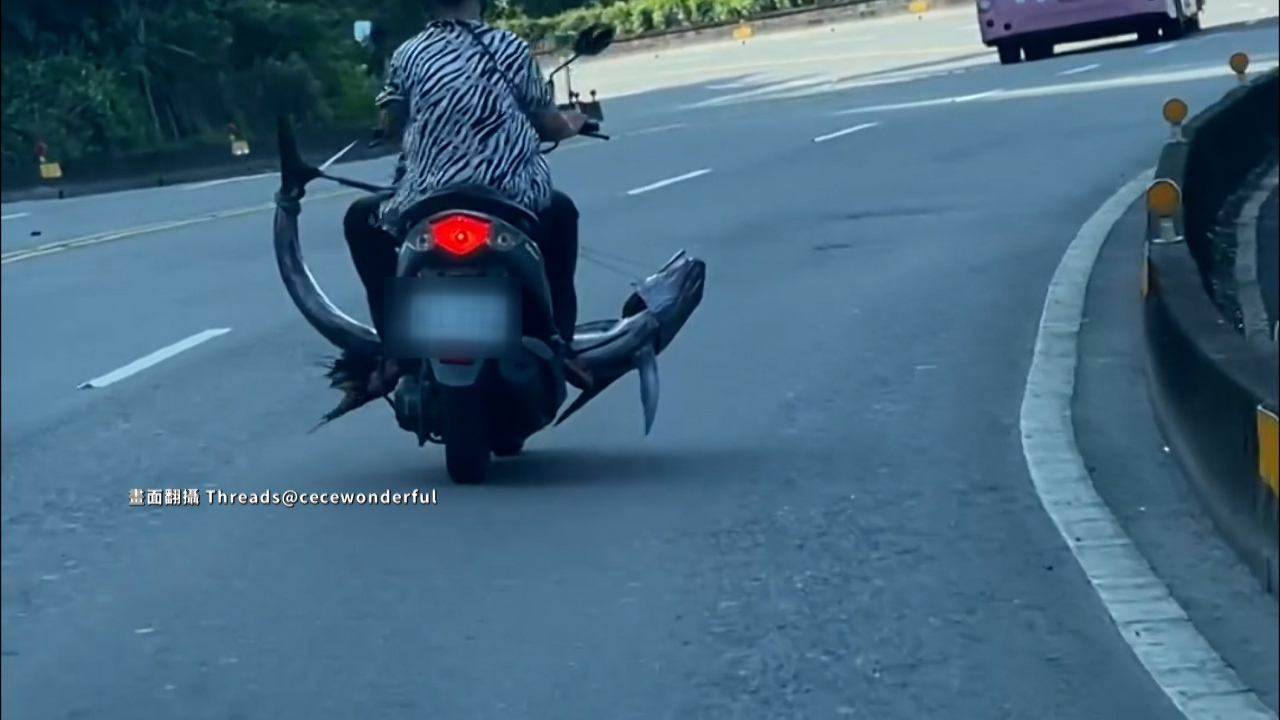 ¡Una mujer conducía una motocicleta con un pez tres veces más ancho que la motocicleta!