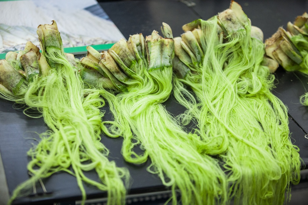 Economía circular: convirtiendo hojas de ananá en fibra textil