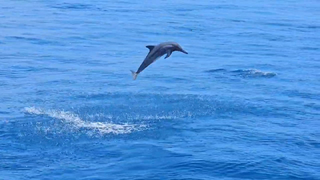 Un delfín albino en el avistaje de cetáceos cerca de la Isla Tortuga
